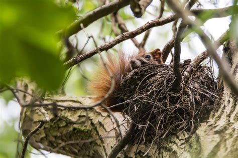 squirrels and their nests animal homes Kindle Editon